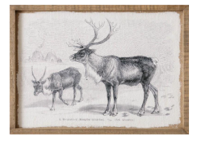Reindeer Print