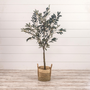Olive Tree in Pot