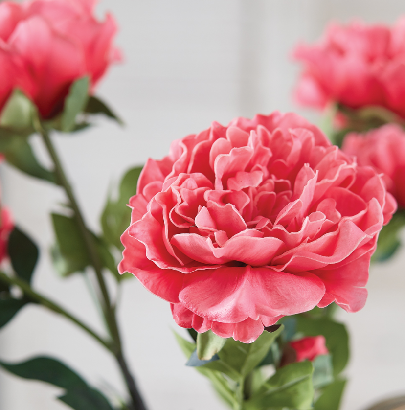 Pink Peony Stem