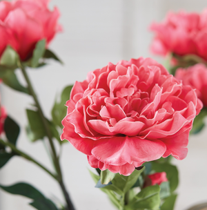 Pink Peony Stem