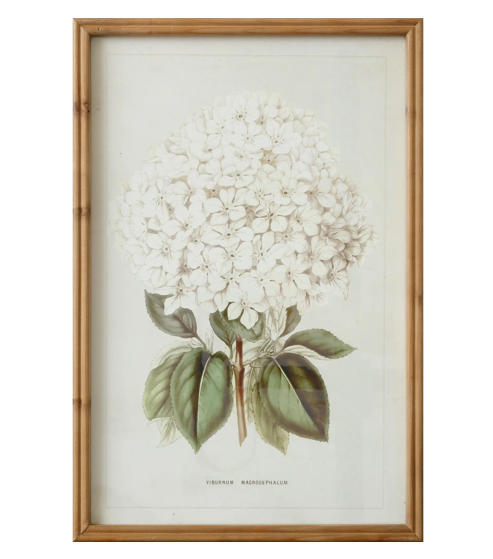 White Hydrangea Framed Print